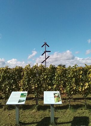 Weinberg Brandenburg